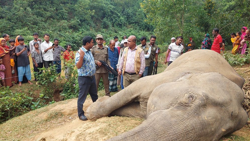 শেরপুরে বৈদ্যুতিক তা‌রে জড়িয়ে বন্য হা‌তির মৃত্যু, আটক ১