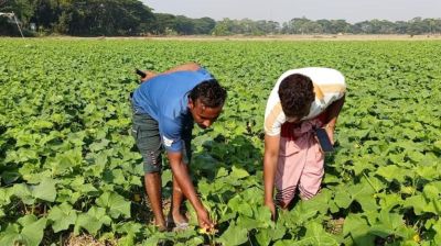 চরাঞ্চলে খিরার ফলন বেড়েছে, লাভের আশা