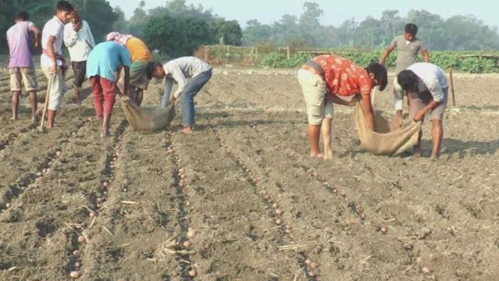 নওগাঁয় ২১ হাজার ২৭০ হেক্টর জমিতে আলু চাষ