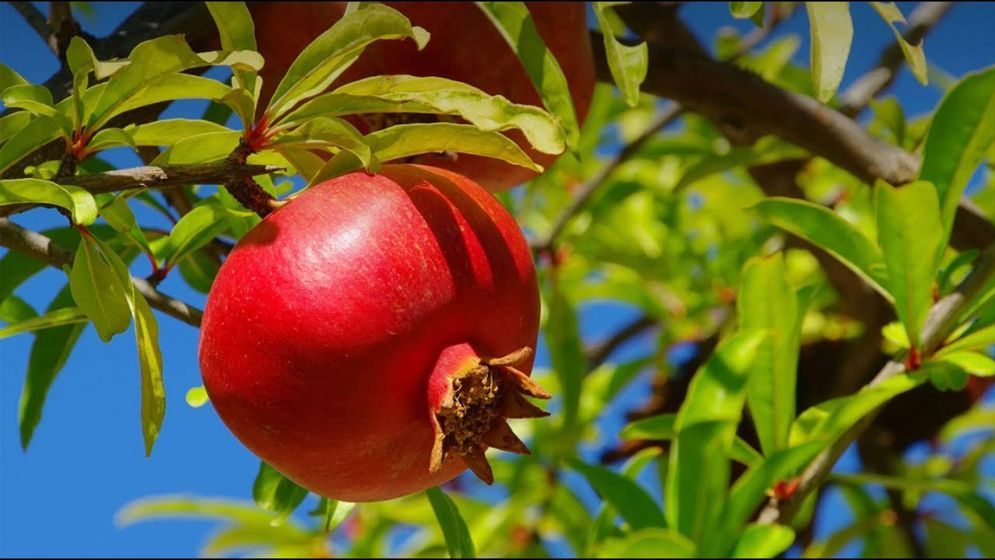 কী আছে ডালিমে?