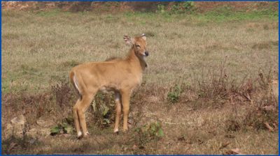 গাজীপুর সাফারি পার্কে নীলগাই পরিবারে নতুন অতিথি