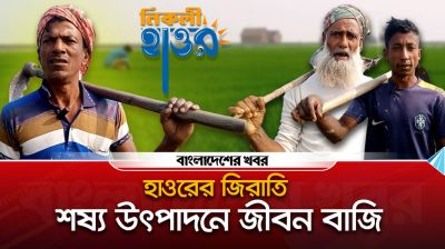 কিশোরগঞ্জ হাওরের জিরাতি, জীবন বাজি রেখে শস্য উৎপাদন