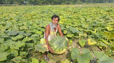 ক্রেতা পাচ্ছেন না মিষ্টি কুমড়া চাষিরা, লোকসানের আশঙ্কা