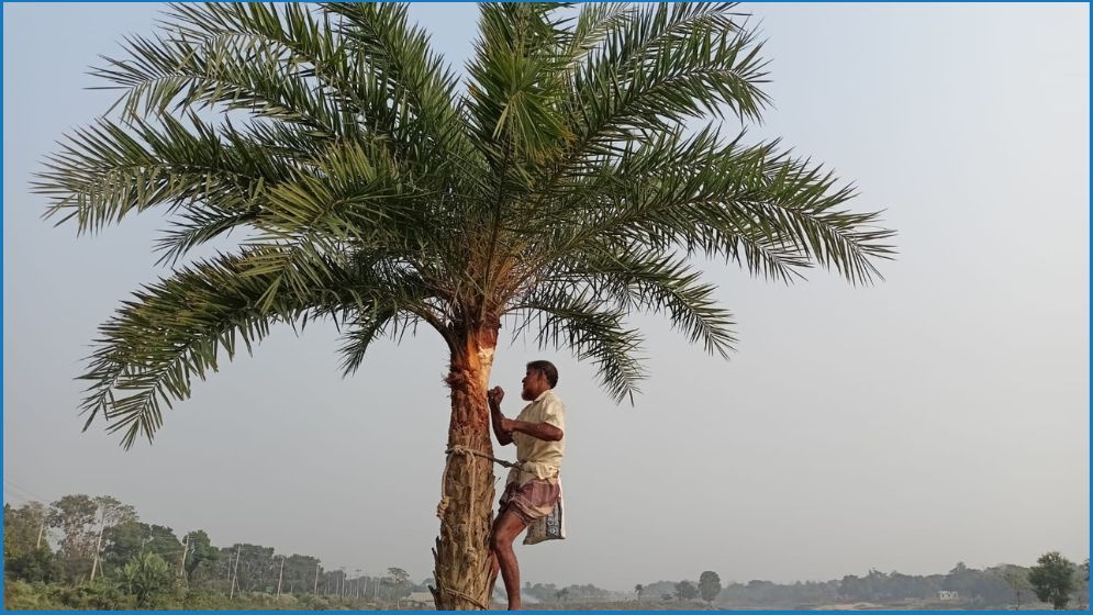 কুমিল্লায় হারিয়ে যাচ্ছে খেজুর গাছ ও গাছিরা