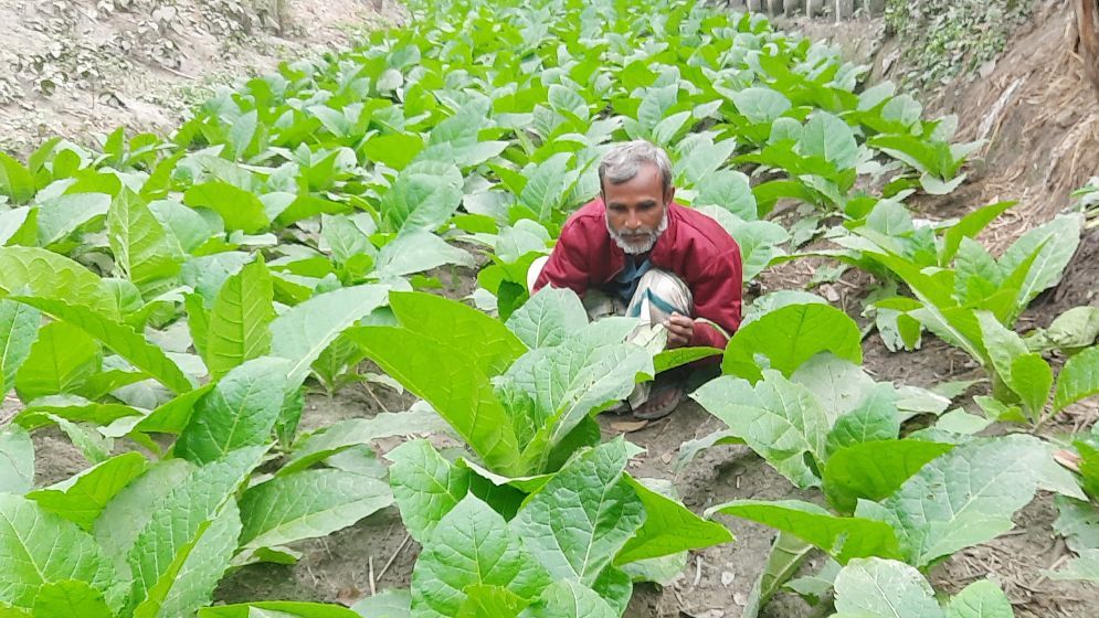 তিস্তায় তামাক চাষ বৃদ্ধি, স্বাস্থ্যঝুঁকি ও জমির উর্বরতা হ্রাস