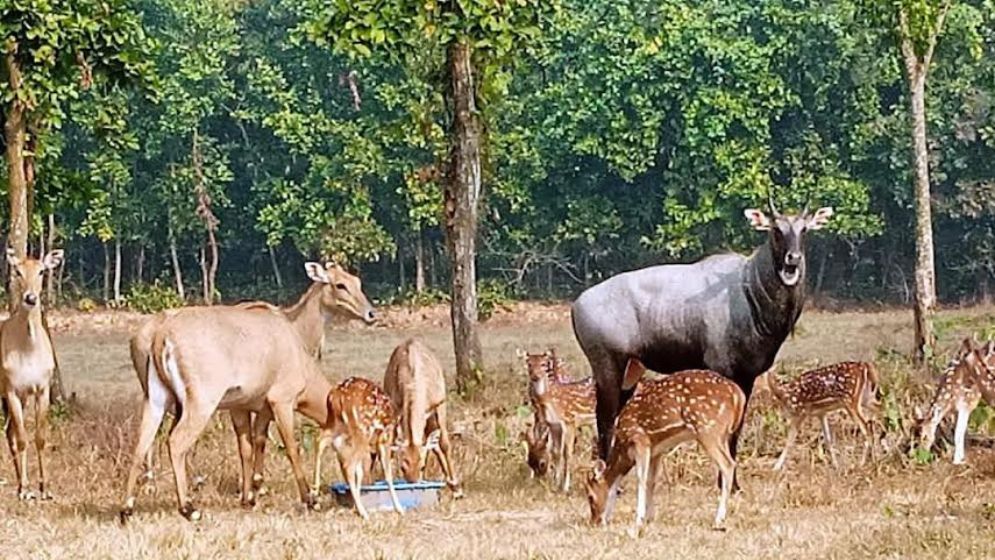 সাফারি পার্ক থেকে নীলগাই উধাও, পাওয়া যায়নি ৫ দিনেও