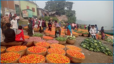 সবজির দরপতন, কৃষকের মাথায় হাত