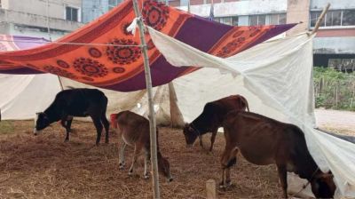 উদ্ধার হওয়া গরু নিয়ে বিপাকে পুলিশ