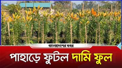 কৃষিতে নতুন বিপ্লব, খাগড়াছড়ির পাহাড়ে ফুটল মূল্যবান লিলিয়াম ফুল