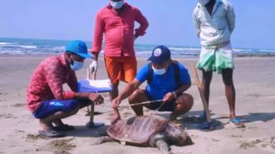 কক্সবাজার সৈকতে মিলল ৭০ কাছিমের মরদেহ