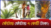 ফোঁটায় ফোঁটায় ৭ কোটি টাকা দিচ্ছে নলডাঙ্গার খেজুর গাছ