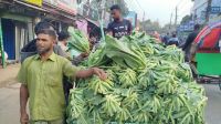 ফুলকপি যেন কৃষকের গলার কাঁটা