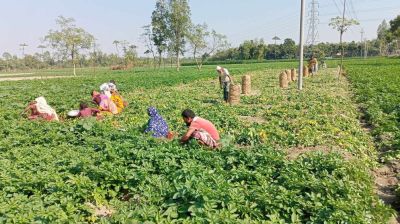 হিমাগার না থাকায় ক্ষেতেই নষ্ট হচ্ছে আলু