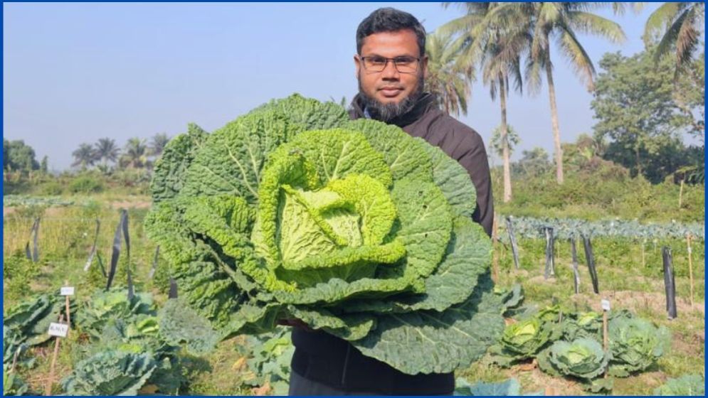 দেশীয় আবহাওয়ায় ইউরোপীয়ান স্যাভয় ক্যাবেজ