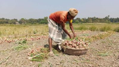 মুড়িকাটা পেঁয়াজে দরপতন, লোকসানের মুখে কৃষক