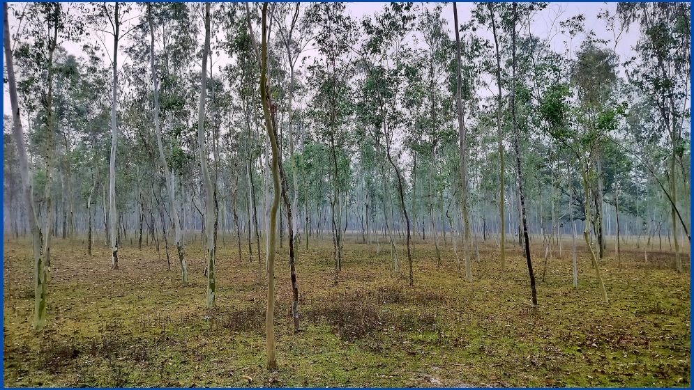 ডিমলায় ইউক্যালিপটাস গাছের আগ্রাসন, নীরব বন বিভাগ