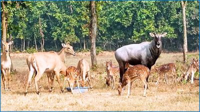 ১ মাসেও উদ্ধার হয়নি সাফারি পার্কের নিখোঁজ নীলগাই