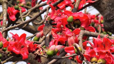 শিমুলের সৌন্দর্যে বসন্তের নতুন সাজ