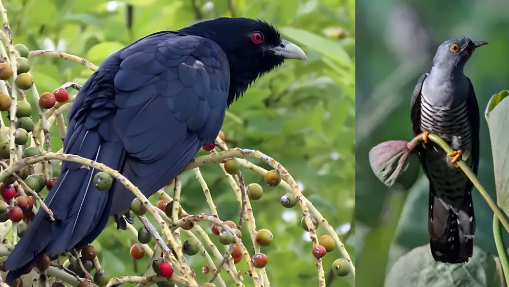 বসন্তকালেই কেন কোকিল ডাকে?