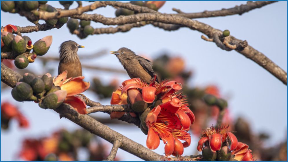 প্রকৃতি রাঙাচ্ছে টুকটুকে শিমুল