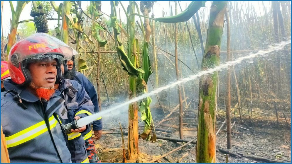 ১২ বিঘা পানের বরজ পুড়ে ছাই