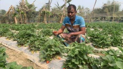 স্ট্রবেরি চাষে মৌসুমে দুই ভাইয়ের আয় ৩০ লাখ টাকা