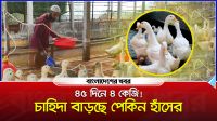 ৪৫ দিনে ৪ কেজি! চাহিদা বাড়ছে পেকিন হাঁসের