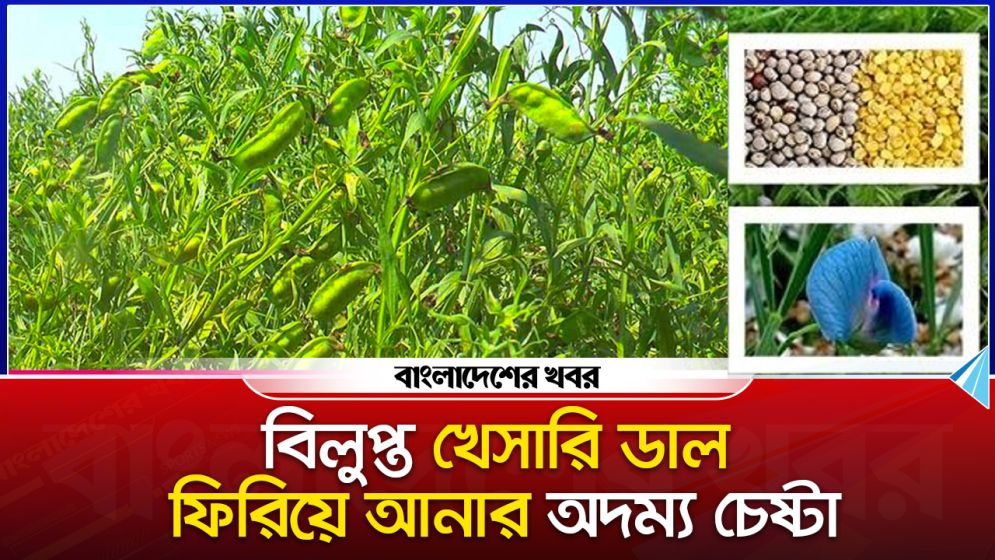 বিলুপ্ত খেসারি ডাল ফিরিয়ে আনার অদম্য চেষ্টা