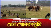 নোয়াখালীর স্টেডিয়ামগুলো যেন গোচারণভূমি