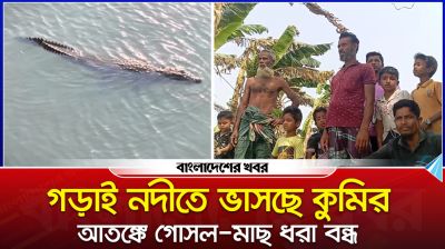 গড়াই নদীতে ভাসছে কুমির, আ'তঙ্কে গোসল-মাছ ধরা বন্ধ