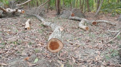 সংরক্ষিত বনাঞ্চল নিয়ে ঘুষ-বাণিজ্য রমরমা