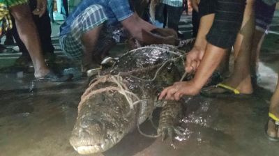 ধরা পড়ল গড়াই নদীর সেই কুমির, এলাকাবাসীর আনন্দ মিছিল