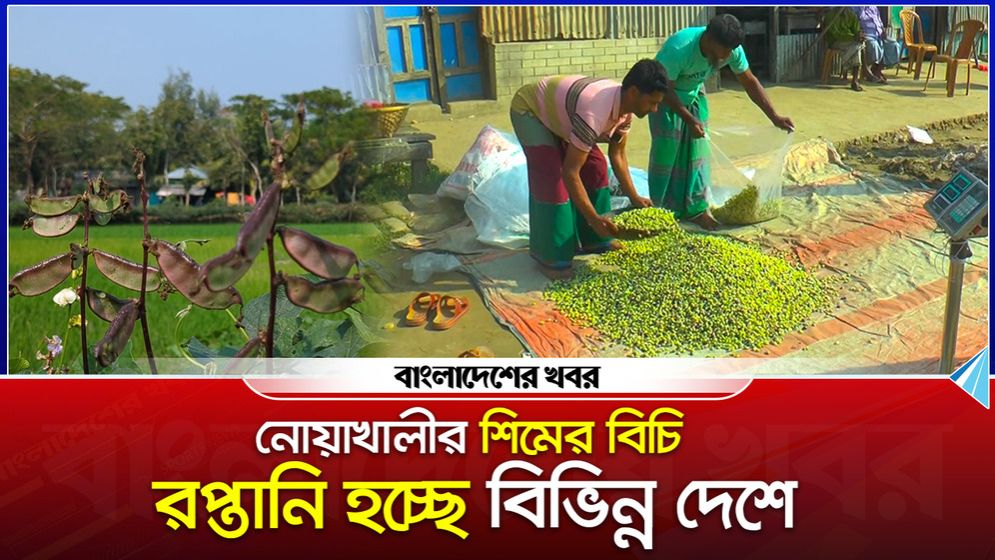 নোয়াখালীর শিমের বিচি রপ্তানি হচ্ছে বিভিন্ন দেশে