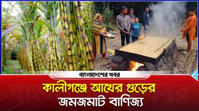 মৌসুমের শেষ সময়ে আখের গুড় উৎপাদনে সরগরম কালীগঞ্জ