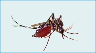 মৃত্যুশূন্য দিনে ডেঙ্গুতে আক্রান্ত ৫২