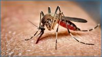 ২৪ ঘণ্টায় ডেঙ্গুতে আক্রান্ত ২৩