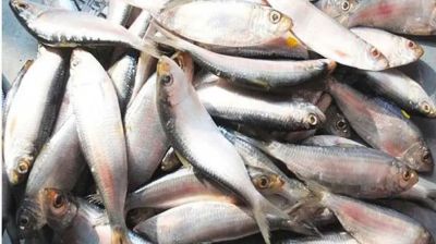 জাটকা সপ্তাহ শুরু আজ