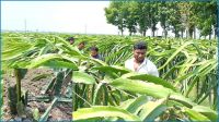 ঝিনাইদহে কৃষকের ৪ হাজার ফলজ গাছ কেটে ফেলেছে দুর্বৃত্তরা