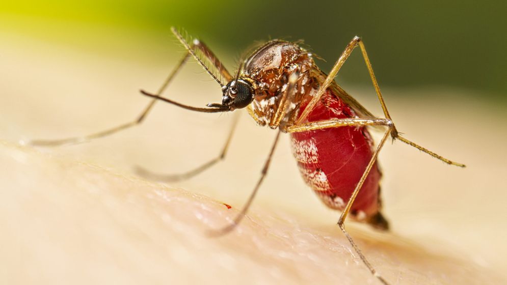 ডেঙ্গুতে আরও ২ জনের মৃত্যু, আক্রান্ত ২২
