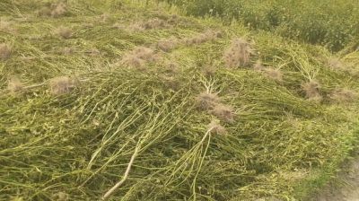 আকাশি জাতের মরিচ চাষে বিপাকে পঞ্চগড়ের কৃষকরা