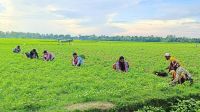 পুরুষের সমান কাজ করেও মজুরি বৈষম্যের শিকার নারীরা
