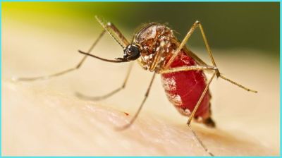 ২৪ ঘণ্টায় ডেঙ্গুতে আক্রান্ত ৭ জন