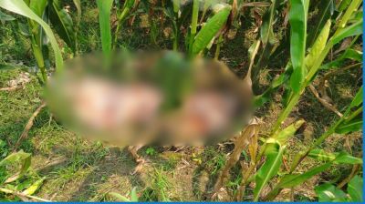 ভুট্টা ক্ষেতে মিলল নিখোঁজ শিশুর মরদেহ
