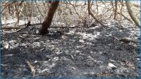 সুন্দরবনে অগ্নিকাণ্ডের কারণ জানা যায়নি, পুড়েছে ৬.৬৩ একর বন