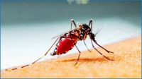 ২৪ ঘণ্টায় ডেঙ্গুতে আক্রান্ত ১০ জন