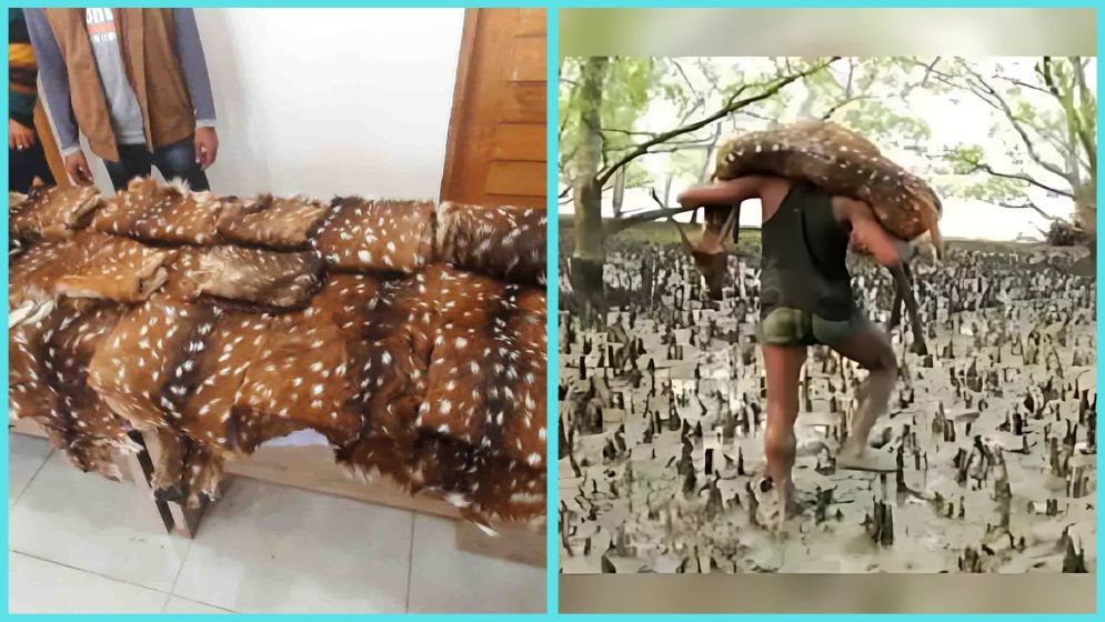 সুন্দরবনে থামছে না হরিণ শিকার, ধরাছোঁয়ার বাইরে শিকারিরা
