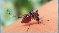 ২৪ ঘণ্টায় ডেঙ্গুতে আক্রান্ত ৩৮ জন