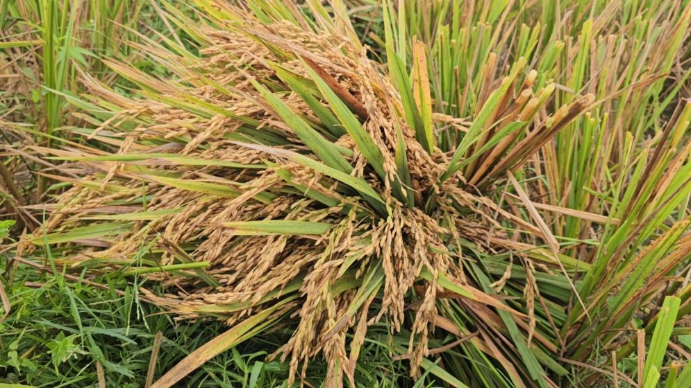 যুবলীগ নেতার ১২০০ মণ ধান কেটে নিলেন যুবদল নেতা!