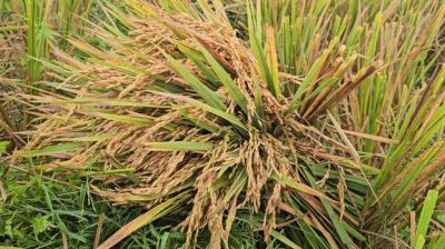 যুবলীগ নেতার ১২০০ মণ ধান কেটে নিলেন যুবদল নেতা!