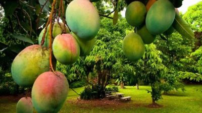 ৫ মে থেকে দেশের বাজারে মিলবে সাতক্ষীরার আম